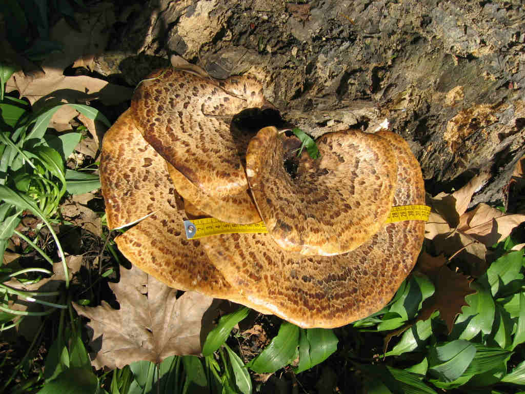 I Funghi primaverili: Polyporus squamosus